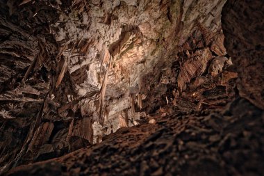 Postojna grotte in Slovenia clipart