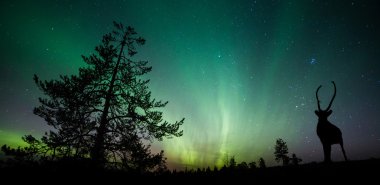 Geyiği siluet aurora borealis üzerinde