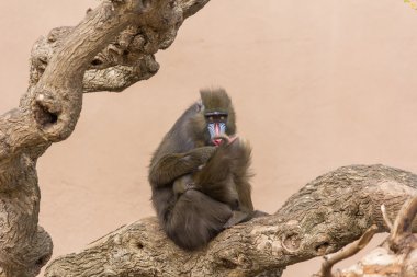 Maymun Barselona'nın Hayvanat Bahçesi  