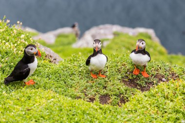 Atlantik puffins grubu
