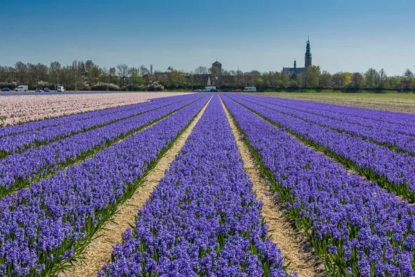 Campo de jacinto en Holanda — Foto de Stock