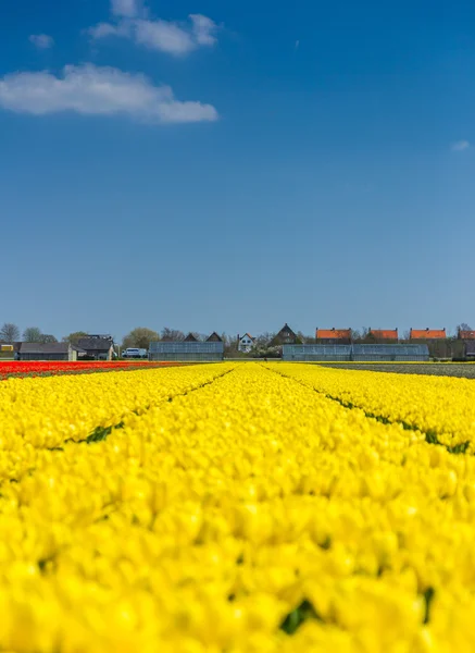 Tulipány pole v Holandsku — Stock fotografie