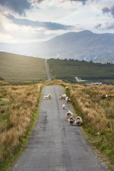 Gregge di pecore su una strada — Foto Stock