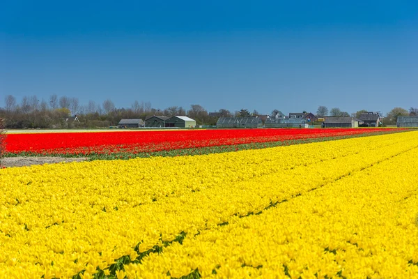 Tulipány pole v Holandsku — Stock fotografie
