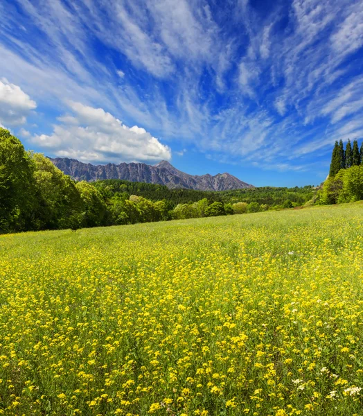 Campo de flores de montaña — Foto de Stock