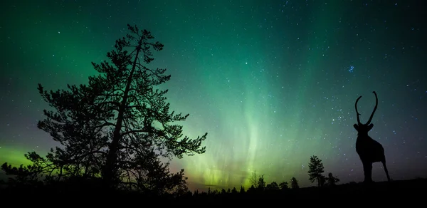 Sylwetka jelenia nad aurora borealis — Zdjęcie stockowe