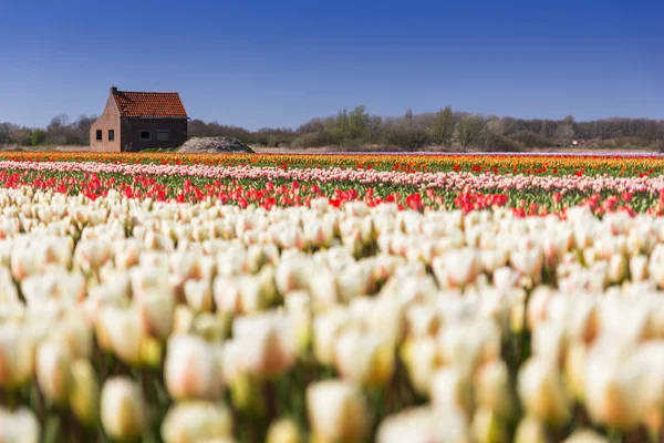 Campo de tulipanes en Holanda — Foto de Stock