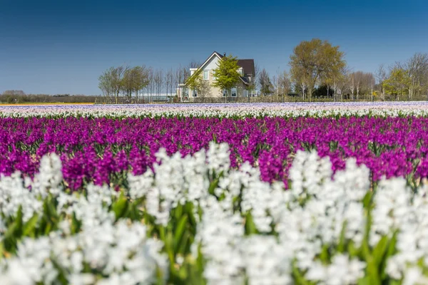 Campo de jacinto na Holanda — Fotografia de Stock