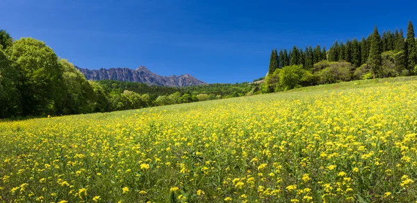 Campo de flores de montaña — Foto de Stock