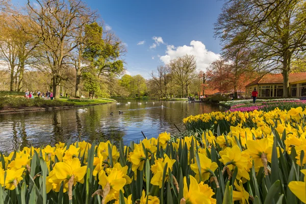 Fleurs de tulipes au canal aux Pays-Bas — Photo