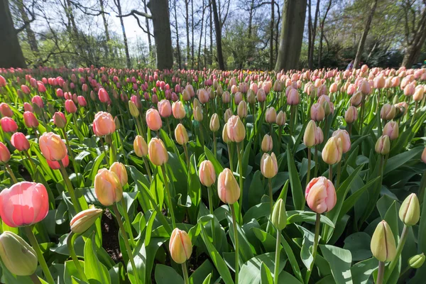 봄에는 북쪽 네덜란드의 튤립 밭 — 스톡 사진