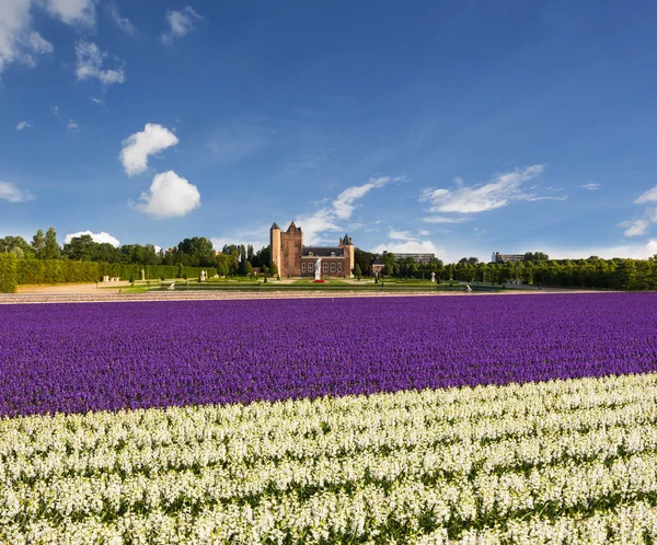 Campo de jacinto en Holanda — Foto de Stock