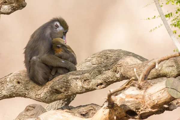 Apor i Barcelonas zoo — Stockfoto