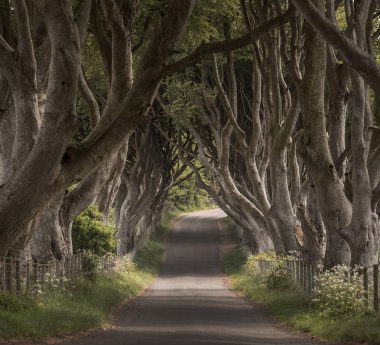 Karanlık Hedges yolda