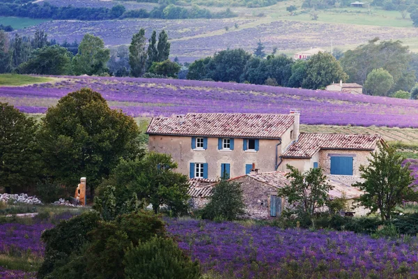 Purple lavender fields — Stock Photo, Image