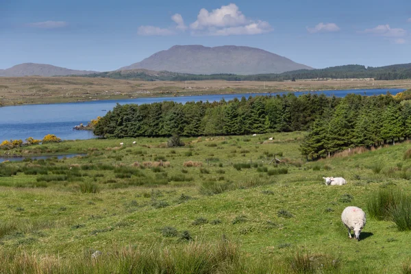 Stádo ovcí na pastvinách — Stock fotografie