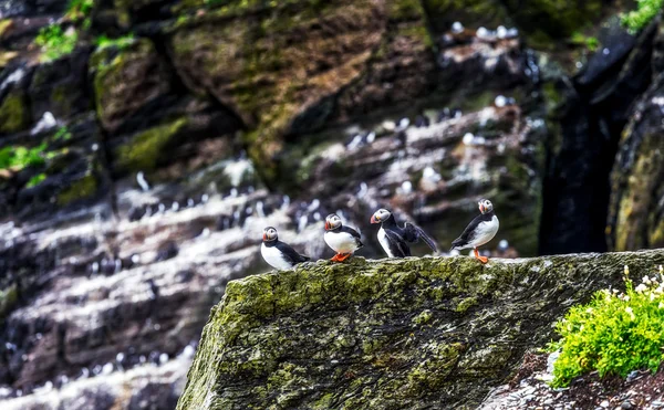 Atlantic puffins group — Stock Photo, Image