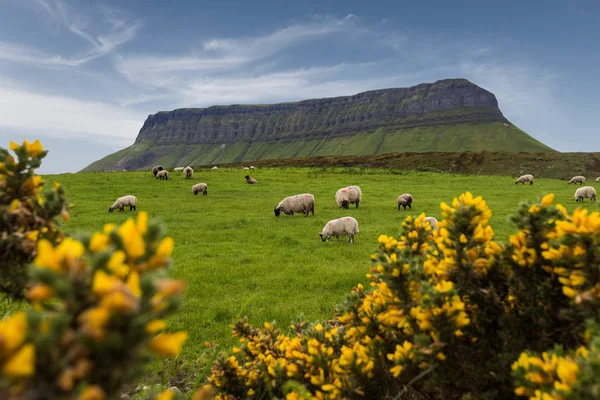 Rebaño de ovejas por la montaña Benbulben — Foto de Stock