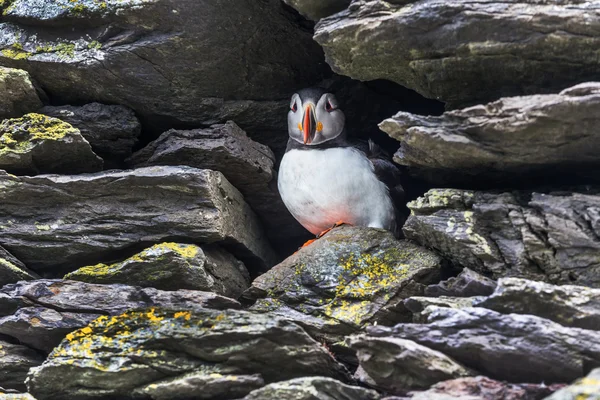 大西洋海雀鸟 — 图库照片