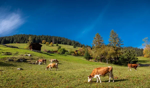 Kühe Grasen Auf Grünem Hügel Gleißendem Sonnenlicht — Stockfoto