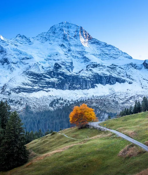 Green Valley Snowcapped Alps Mountains — Stock Photo, Image