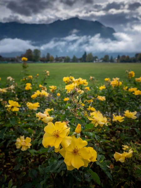 Çalılar Üzerinde Sarı Çiçekler Açan Yeşil Çimenler Arka Planda Dağlar — Stok fotoğraf