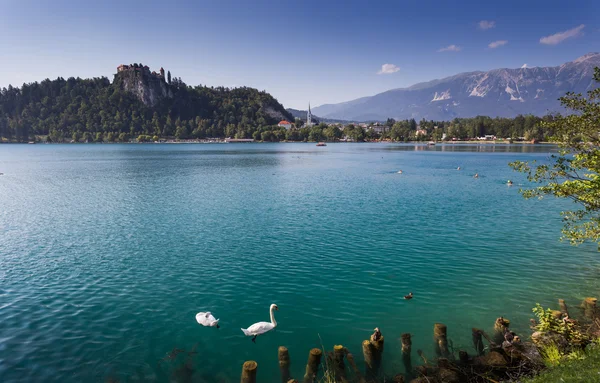 Ausgebluteter See, Slowenien, Europa Stockbild