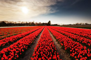 Hollanda 'daki lale tarlası