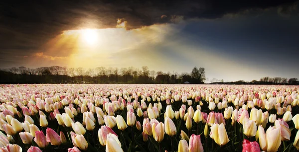 Campo de tulipas na Holanda — Fotografia de Stock
