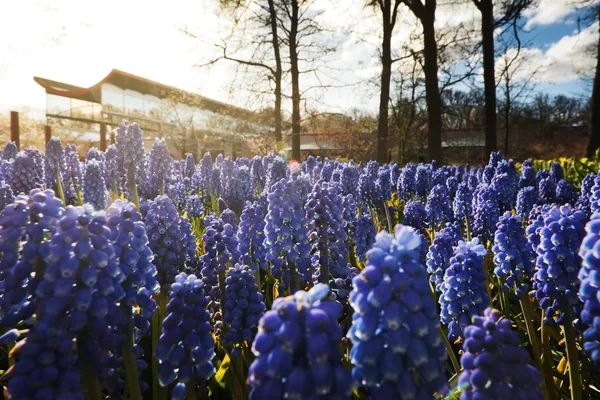 Hermoso lecho de flores azul — Foto de Stock