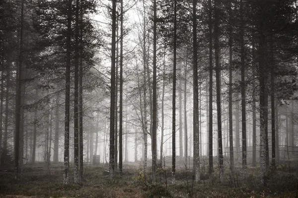 Vedere pitorească a copacilor — Fotografie, imagine de stoc