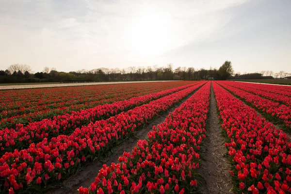 Campo di tulipani in Olanda — Foto Stock