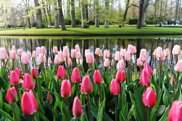 Flower beds with pink tulips