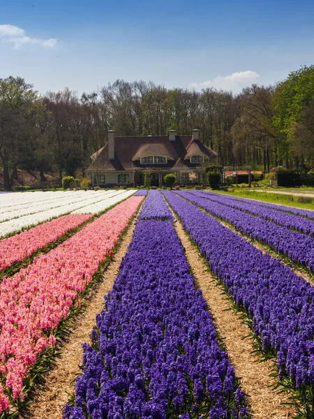 Campo di tulipani in Olanda — Foto Stock