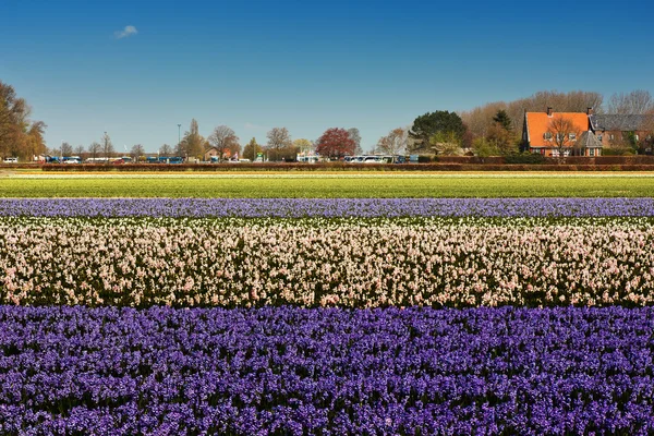 Tulipánové pole v Holandsku — Stock fotografie