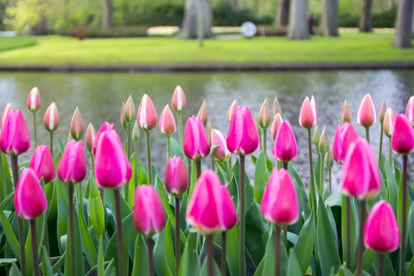 Camas de flores com tulipas rosa — Fotografia de Stock