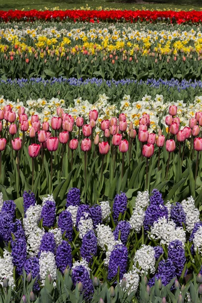 Camas de flores com flores variedade — Fotografia de Stock