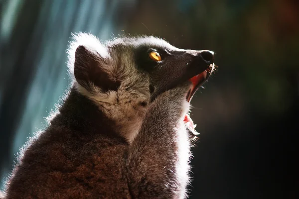 Schattig lemur hoofd — Stockfoto