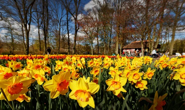 Beautiful daffodils with people and trees — Stock Photo, Image