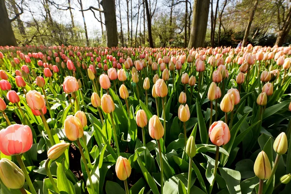 Campo de tulipanes en Holanda — Foto de Stock