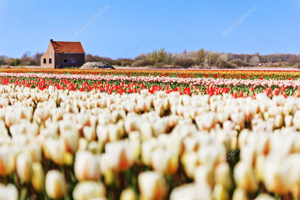 Tulip field in Holland