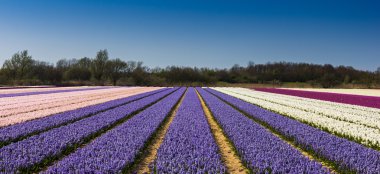 Hollanda 'daki lale tarlası