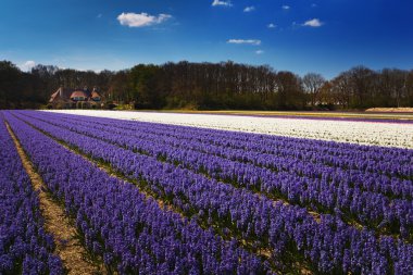 Hollanda 'daki lale tarlası