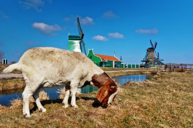 Geleneksel Hollandalı eski ahşap mimarisi