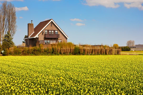 Tulpanfältet i Holland — Stockfoto