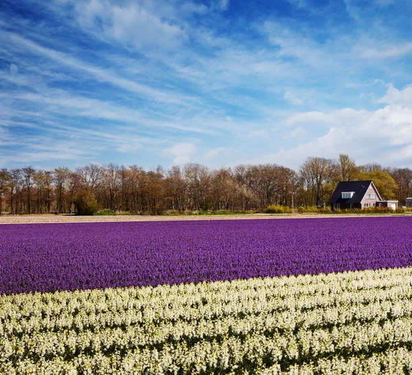 Tulipánové pole v Holandsku — Stock fotografie