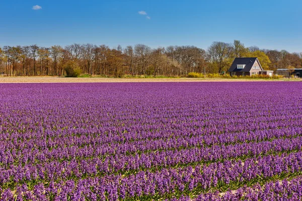 Campo de tulipanes en Holanda — Foto de Stock