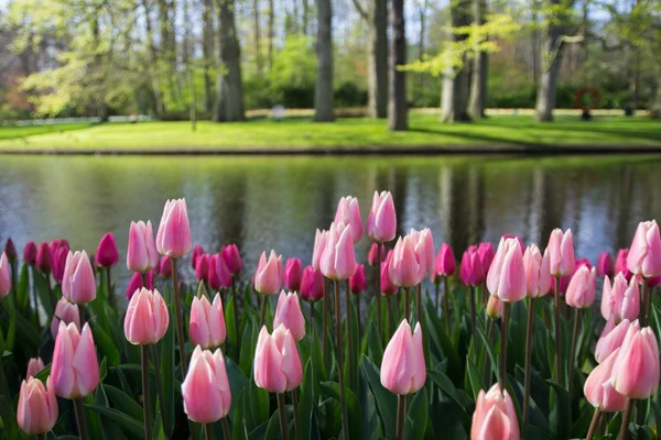 Camas de flores com tulipas rosa — Fotografia de Stock
