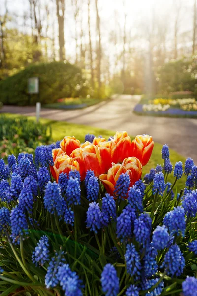 Aiuola con fiori di varietà — Foto Stock