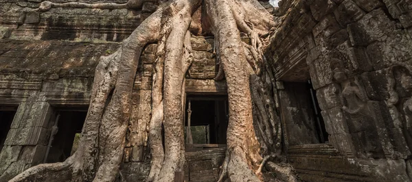 Pitoresk eski Ta Prohm Tapınağı — Stok fotoğraf